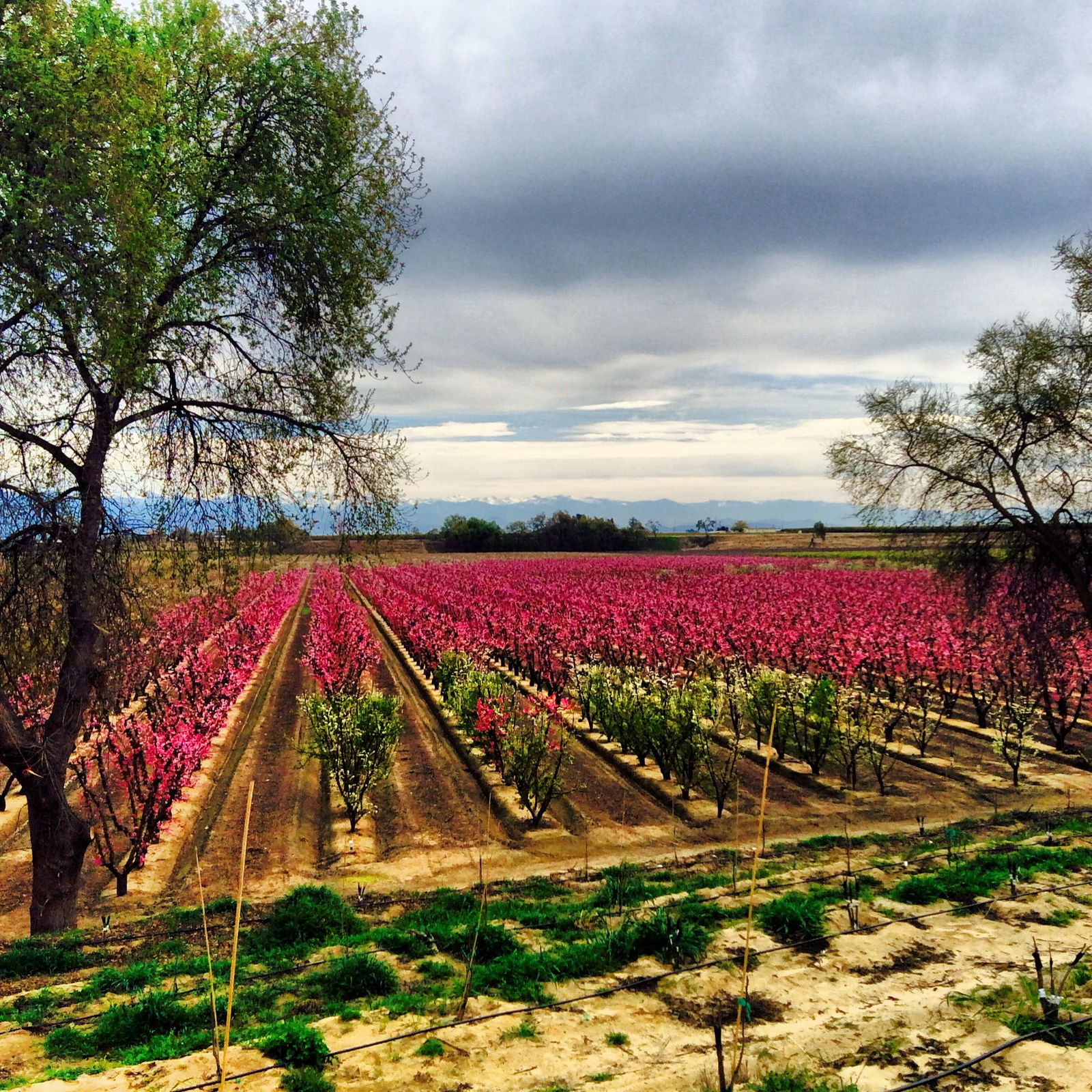Reedley California orchard blossoms and foothills